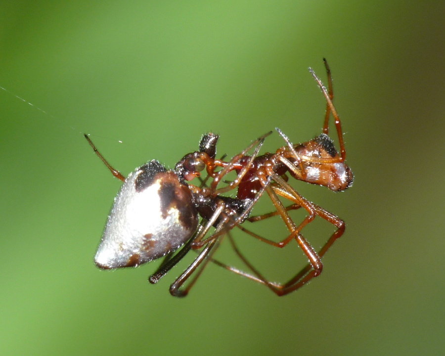 Argyrodes argyrodes